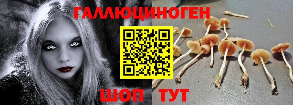 купить закладку  Вход с VPN  Шали  Псилоцибиновые грибы GOLDEN TEACHER 